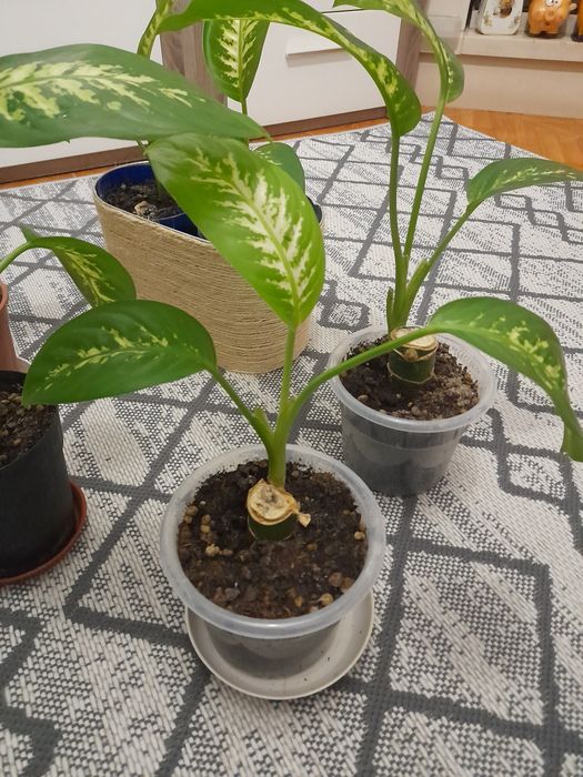 Dieffenbachia(planta da inveja)  pra venda