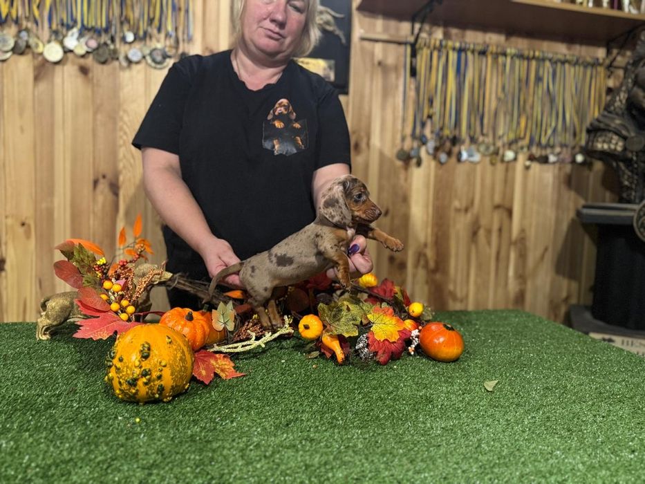 Jamnik króliczy suczka FCI