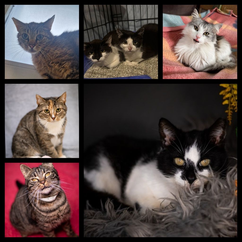 Kotki w różnym wieku do adopcji