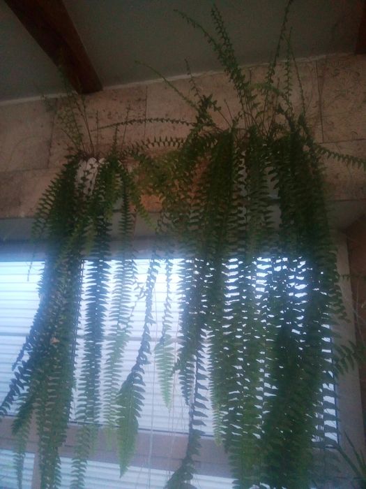 папоротник Нефролепсис