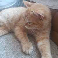Рыжий крупный котик Лёвушка 1.5г ласковый кот
