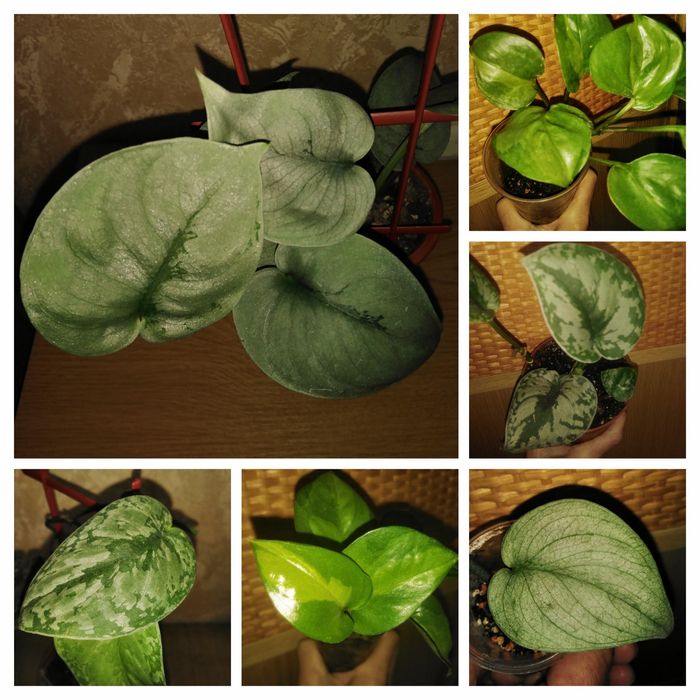 Продам сціндапсус, епіпремнуми, філодендрон