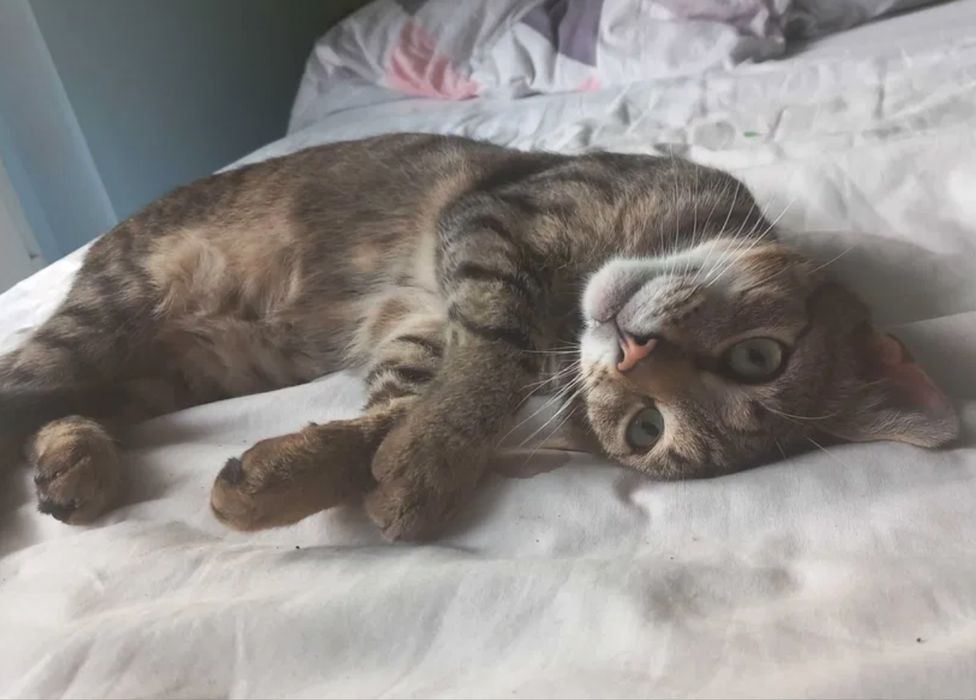 Wspaniałe kotki do adopcji - Fanta i Czester