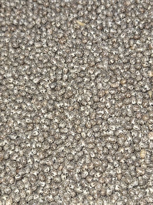 Łubin gorzki z certyfikatem ekologicznym