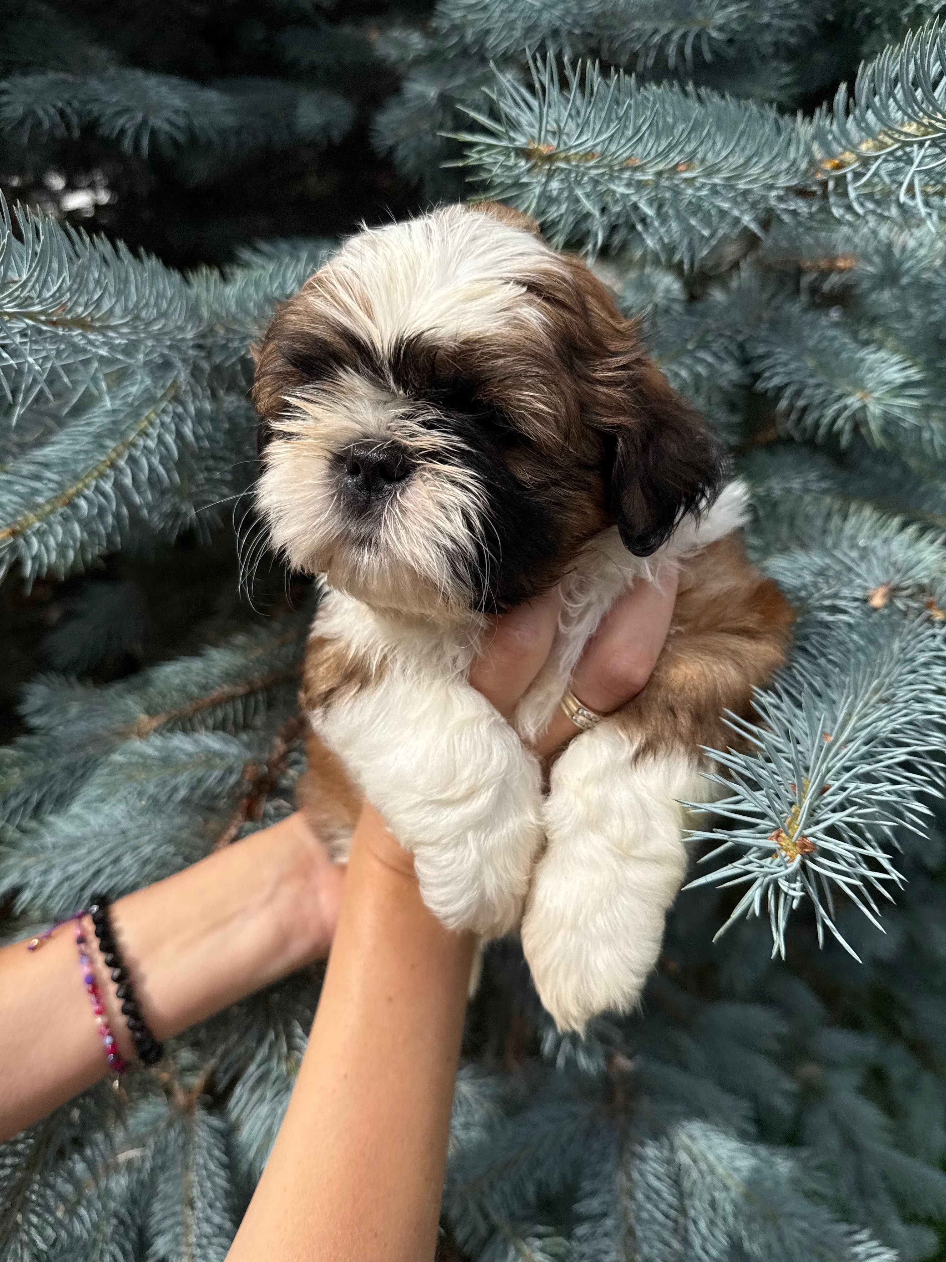 SHIH TZU  ZKWP/FCI - do rezerwacji