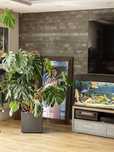 Monstera kwiat gigant