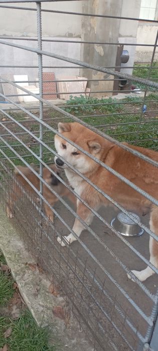 цуценя Акити ину