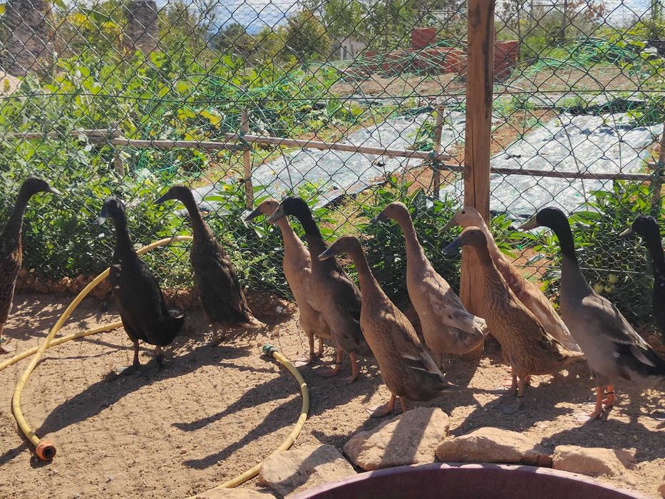 Patos Corredores da Índia