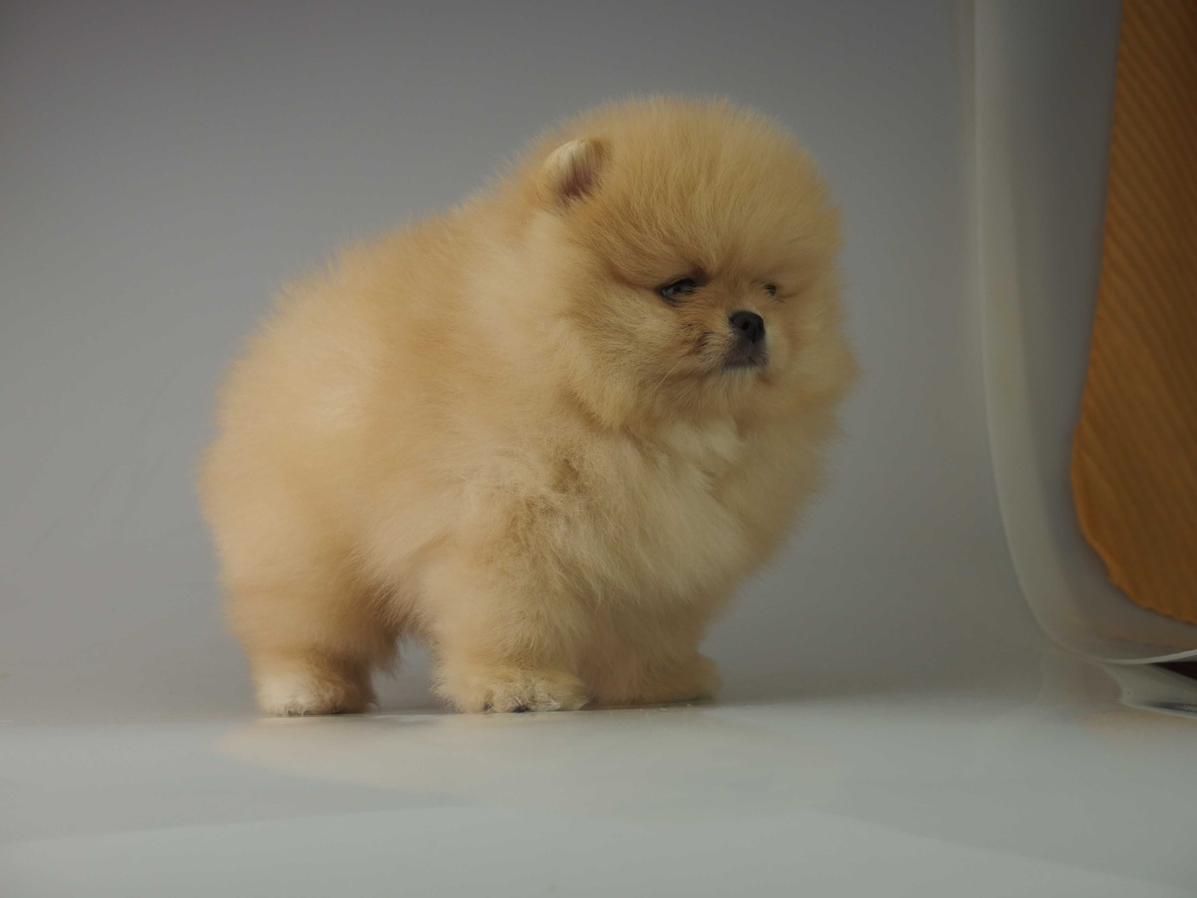 POMERANIAN piesek Szpic miniaturowy