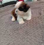 Śliczna sunia Shih Tzu - do rezerwacji