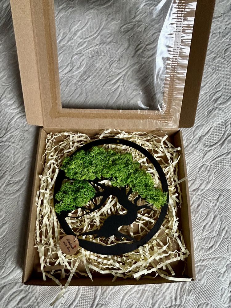 DRZEWKO BONSAI z mchem chrobotkiem - OKAZJA !!!