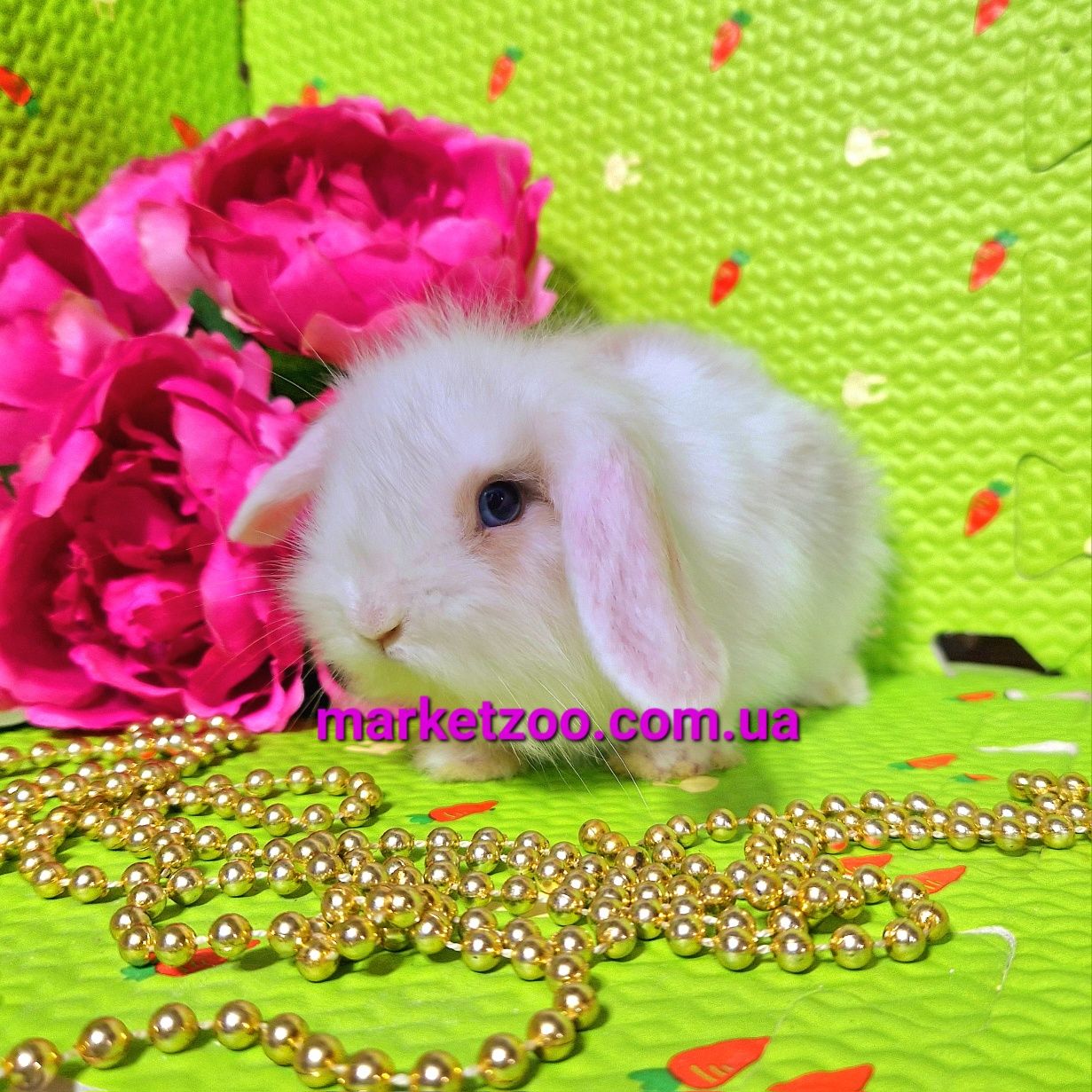 mini lop мини мiнi карликовые кролики вислоухий баранчик белый