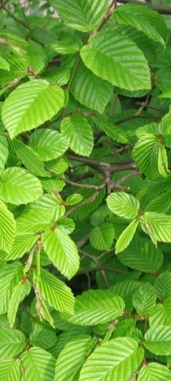 Grab pospolity sadzonki 80 -100 cm na żywopłot