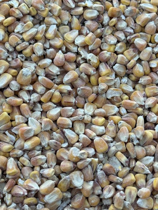 Sprzedam kukurydze sucha