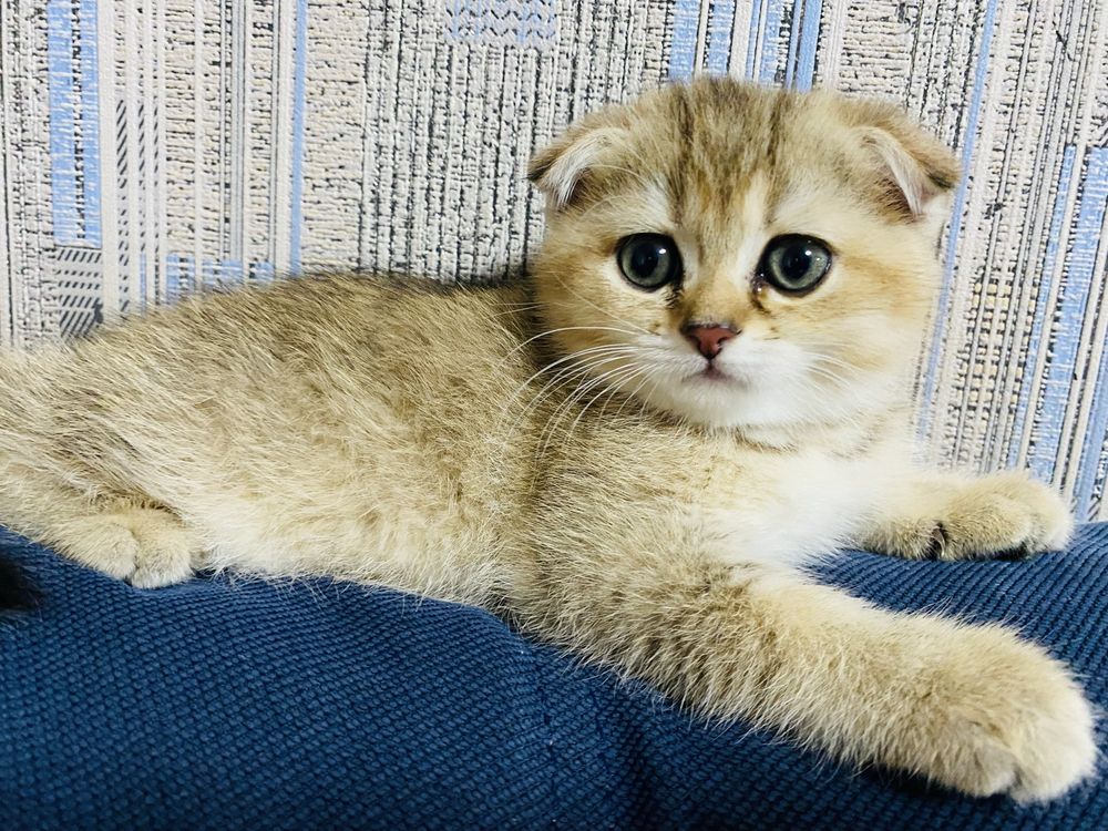 Дівчинка скотіш фолд