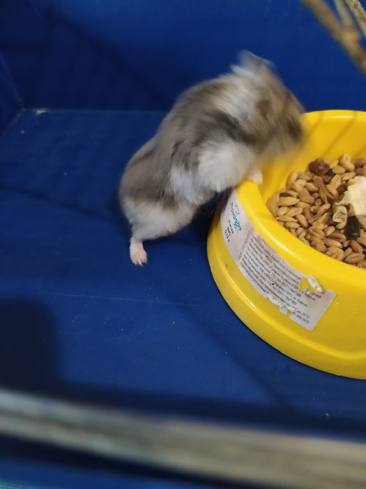 Джунгарский хомяк