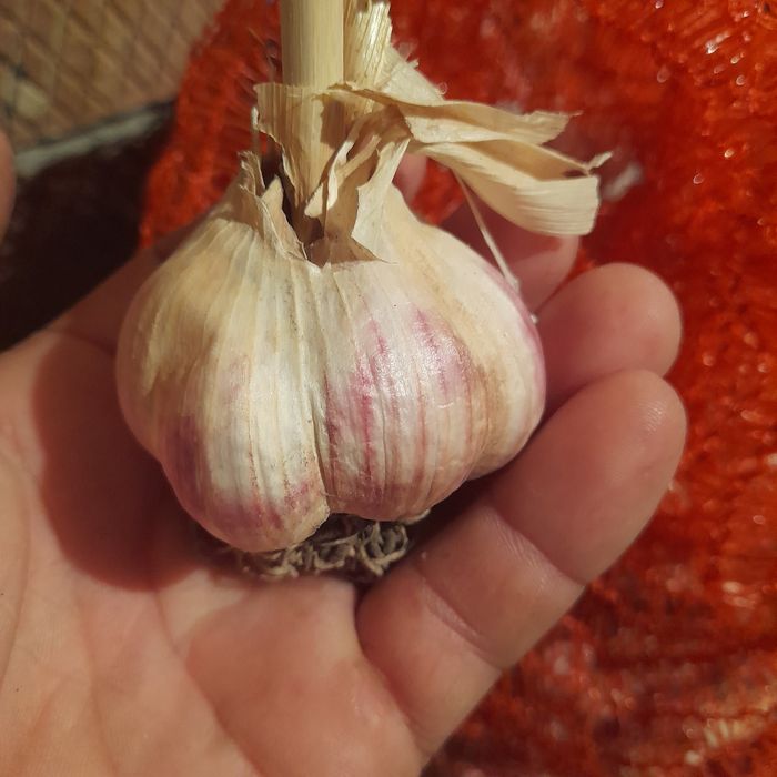 Продам часник любава