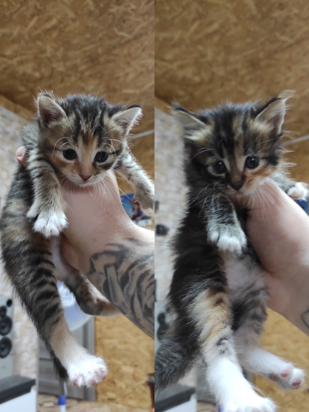Котята ищут дом!