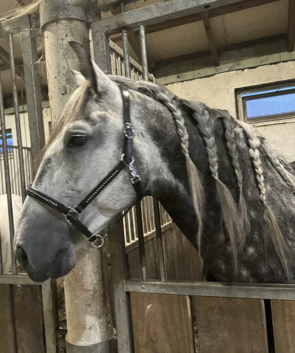 Wałach andaluzyjski