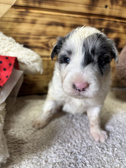 Border collie - piesek