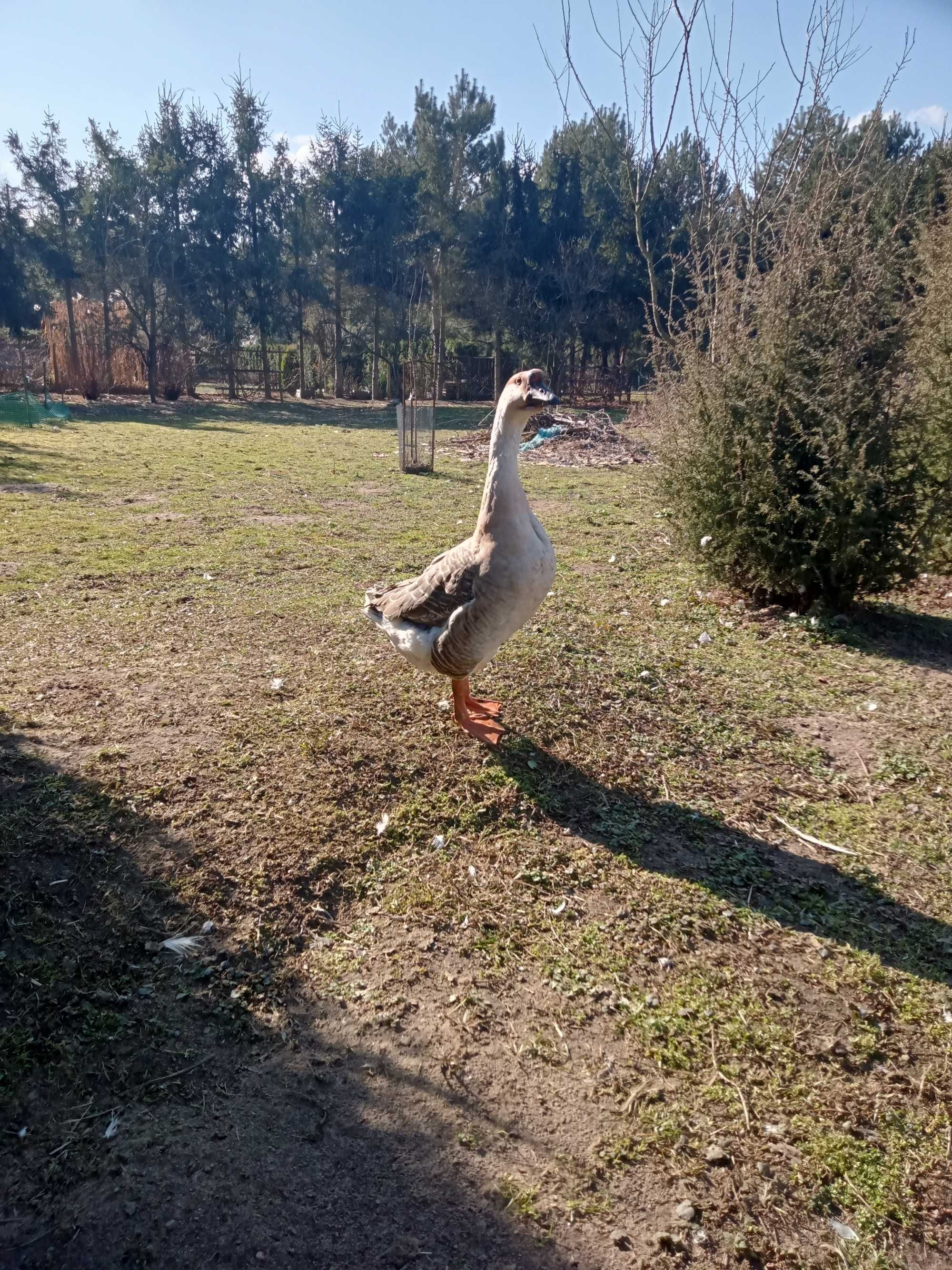 Gajor garbanos rozpłodowy