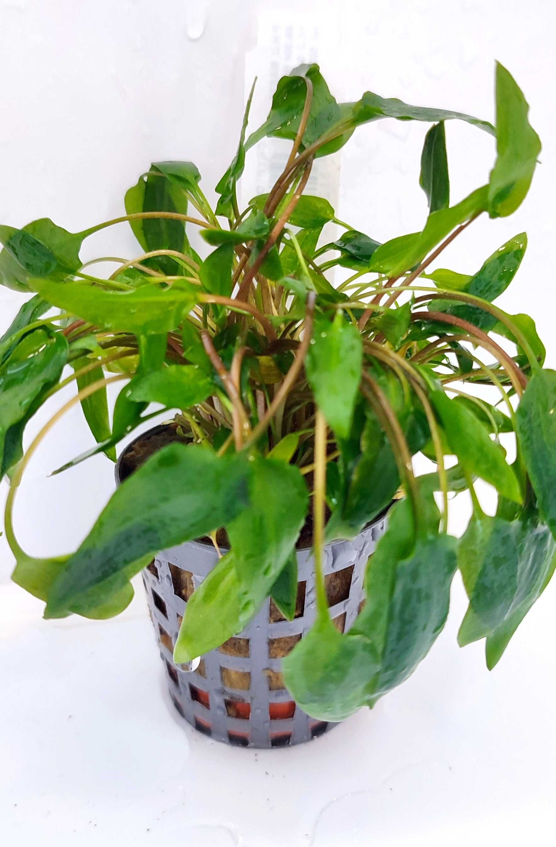 Cryptocoryne wendtii Green Rośliny Kryptokoryna Ozdoba Wysyłka