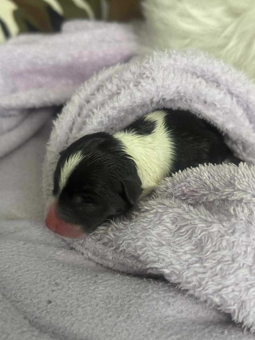 Piesek Szczeniak malutka suczka  ZAREZERWOWANA