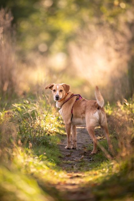 Biało beżowy pies w typie labradora szuka domu