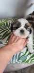 Szczeniak shihtzu