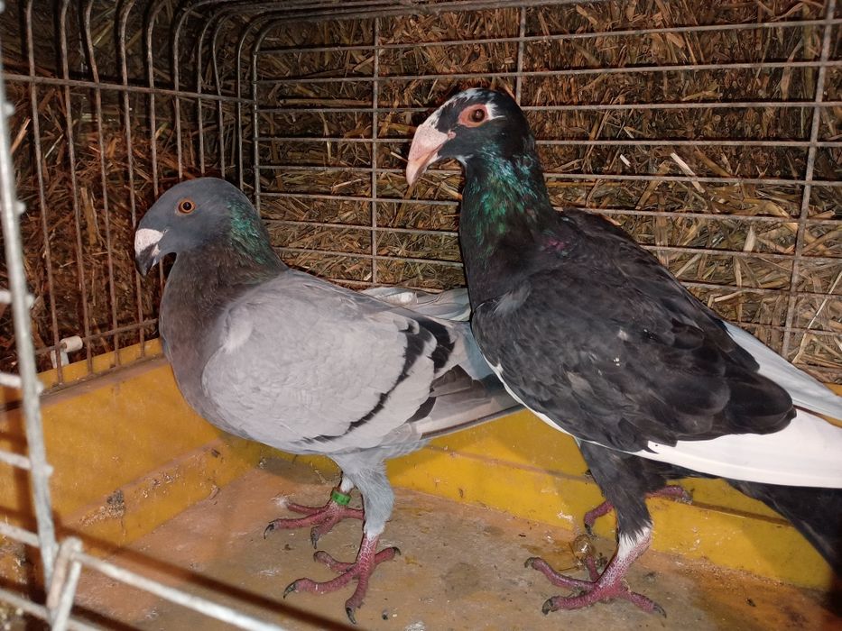Gołębie rzeszowskie 2024/2025 samice i samce