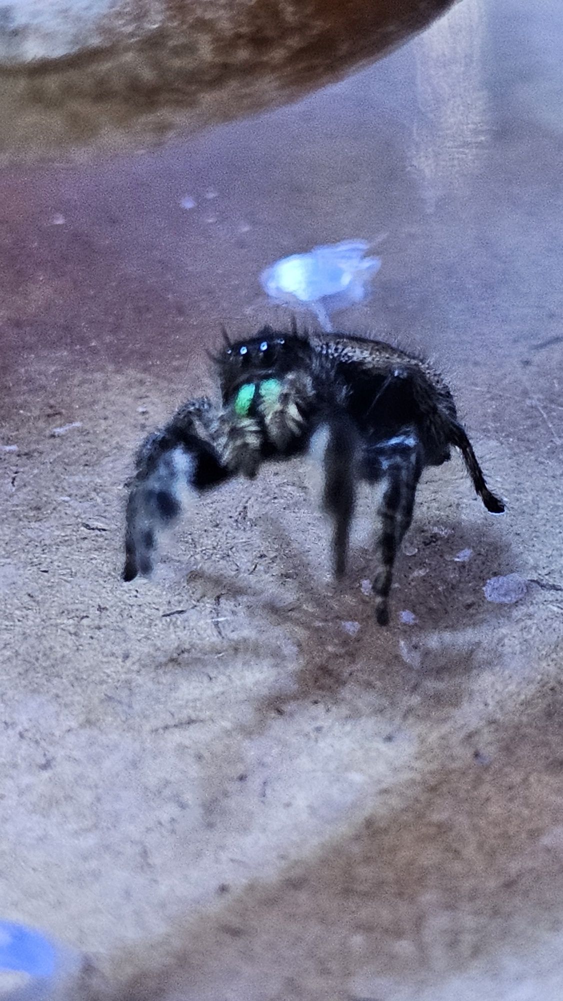 Skakun Phidippus audax bryantae Oregon L3-L4