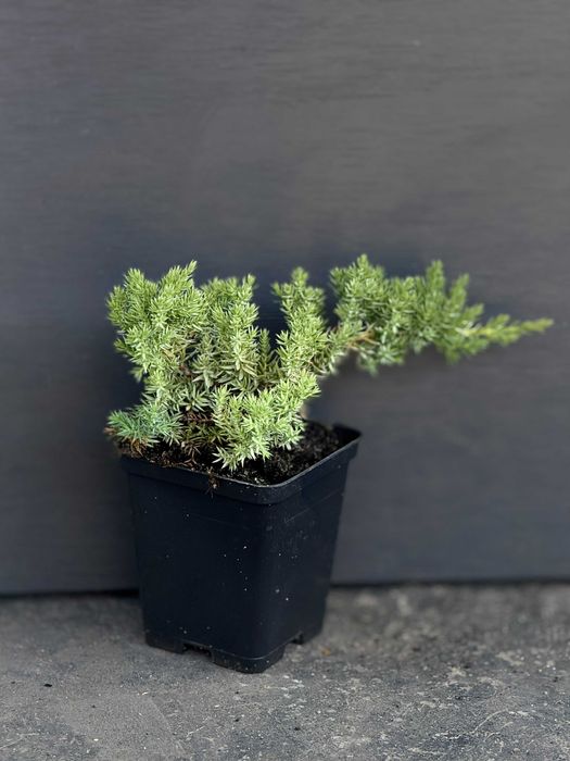 Ялівець лежачий Нана горизонтайльний в контейнері Р9 0,5 л