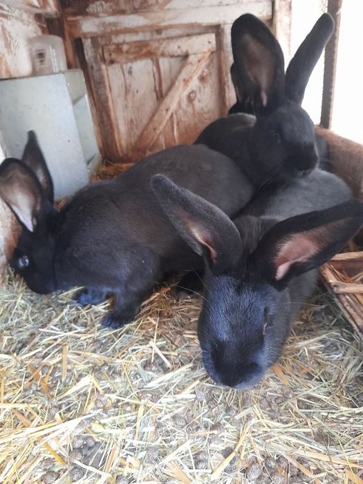 Belgi olbrzymy z rodowodem