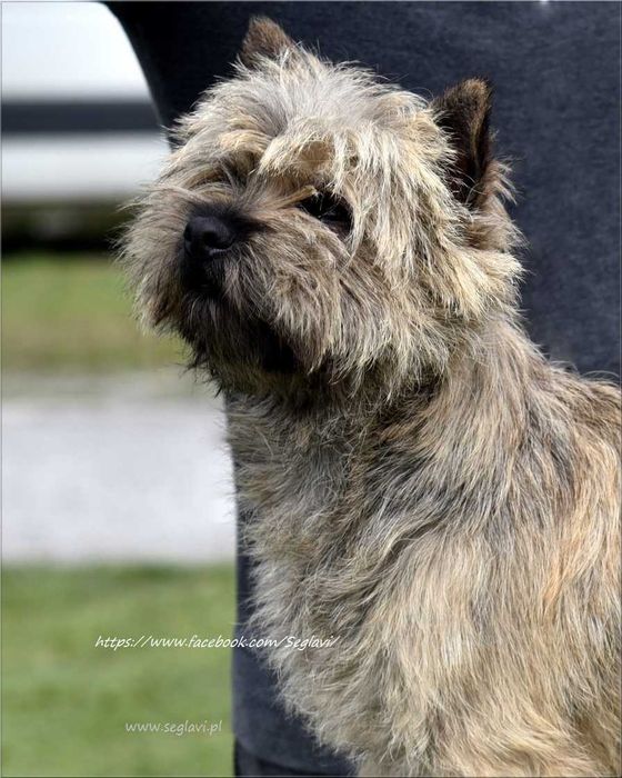 Cairn Terrier - rodowodowy (ZKwP/FCI) piesek po szwedzkim MULTICH
