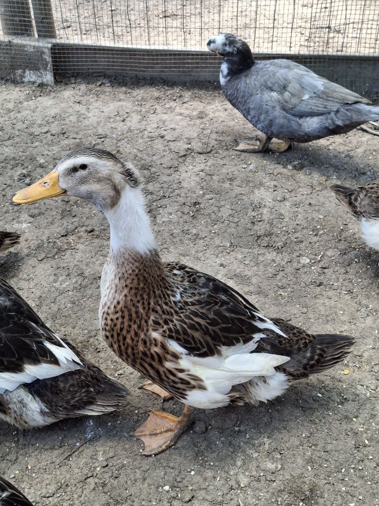 Patos Rouen com 2 meses