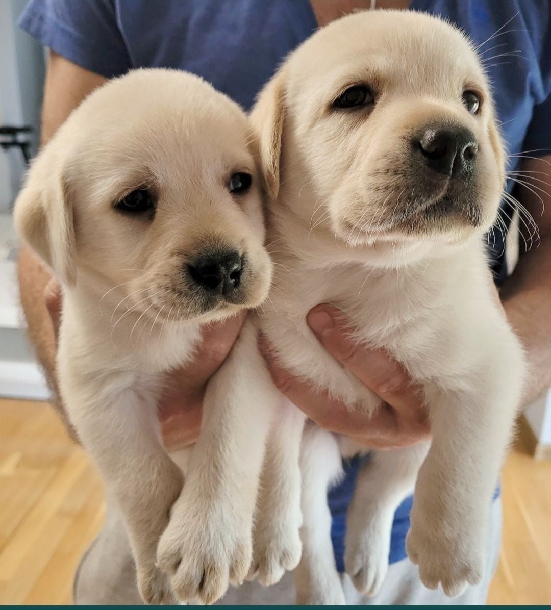 Labrador retriever RODZICE  FCI