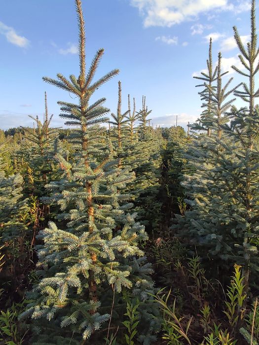 Choinki świąteczne