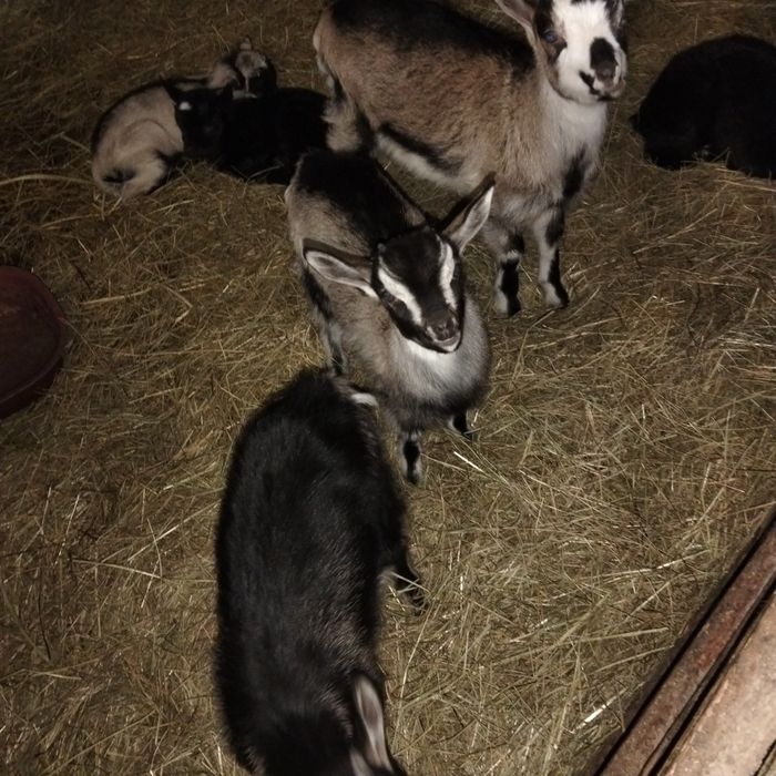 Продаються здорові і веселі козенята!