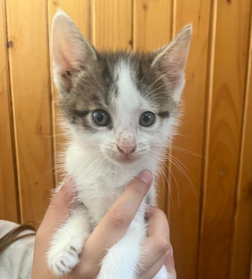 Mały biało-czarno-szary kotek do adopcji