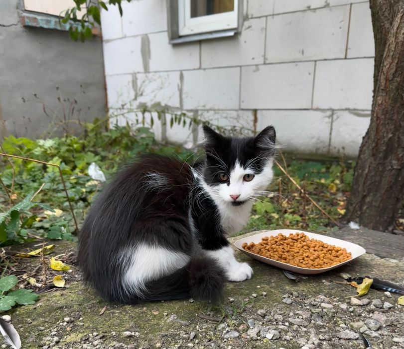 Маленький пушистый котенок 3,5 мес ищет дом… котик отдам