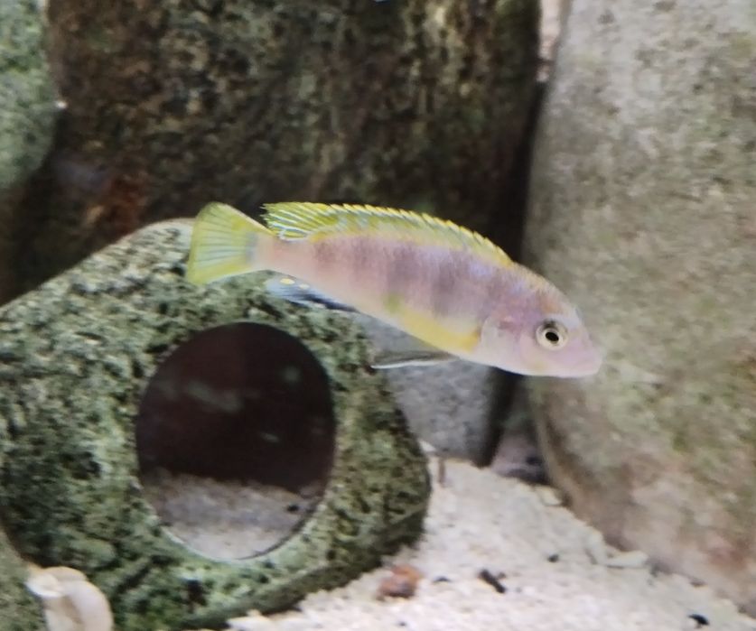 Crias Labidochromis sp Perlmut