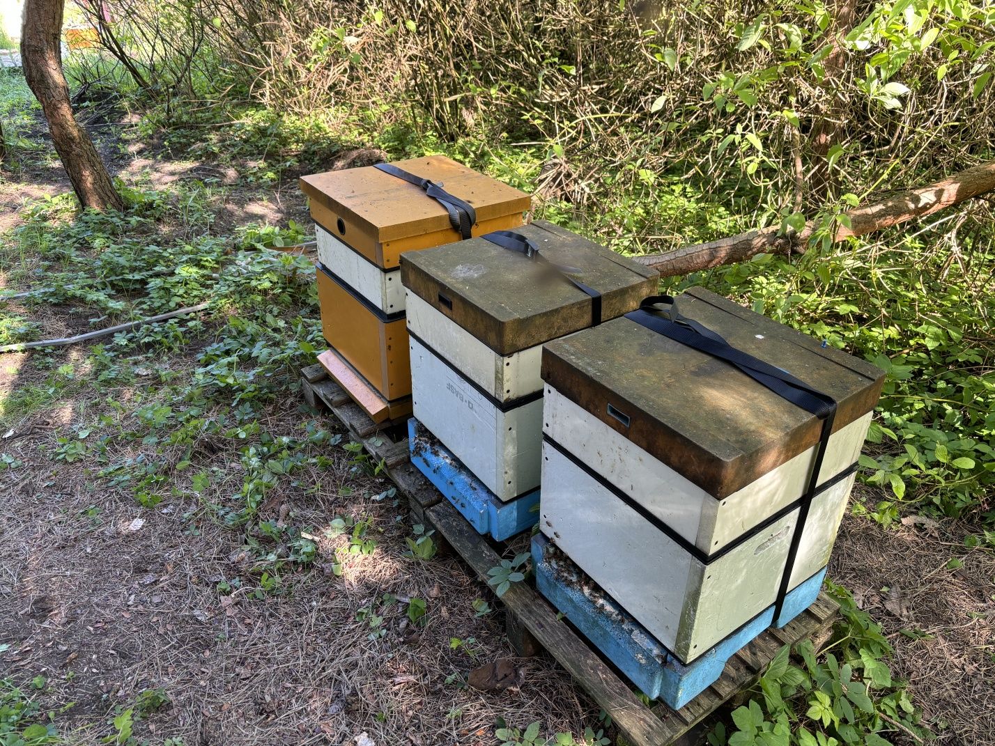 Pszczoły w ulach wielkopolskich, silne rodziny pszczele w ulu
