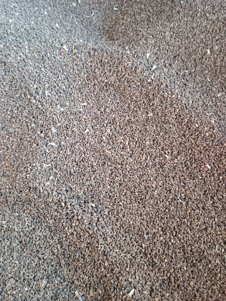Facelia na sprzedaż, poplon, miododajne. Zbiór 2025 r.