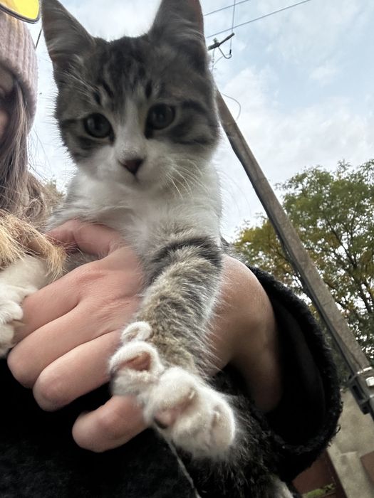 Срочно! Наймиліші грайливі кошенята, хлопик  та дівчинка 4 місяця!