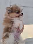 Pomeranian boo aktualne