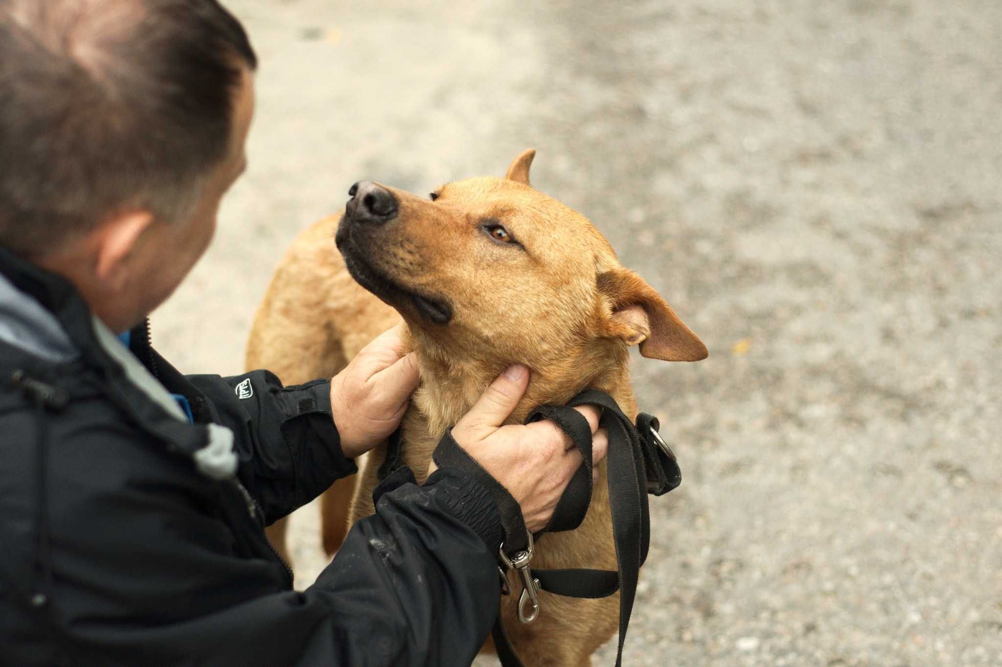 SZANOR - cudowny łagodny psiak poleca się do adopcji