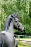 Ogier Schweres Warmblut