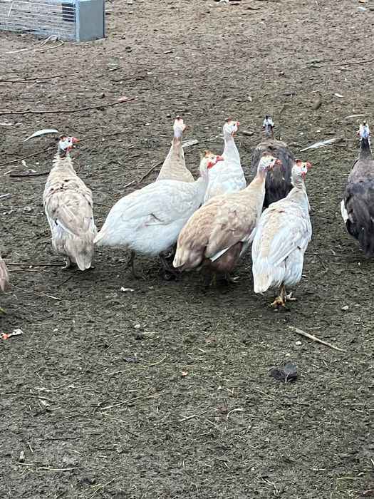 Perliczki , francuskie