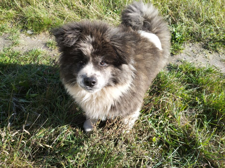 Szczeniak Japońska Akita Inu