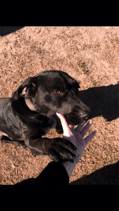 Собака у добрі руки